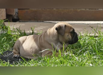 Zuckersüße Freiatmige Bulldoggenwelpen