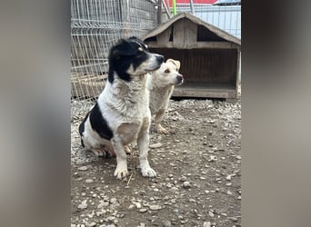 Fluffy will dein Herz erobern