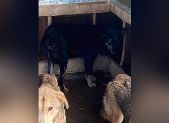 Ängstliche Kira sucht ein Zuhause  