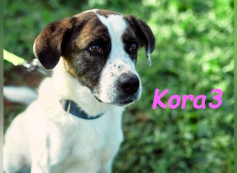 Kora3 08/2019 (ESP) - verspielte und kluge, hübsche Boxer-Mix Hündin!