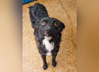 Verspielter ELVIS- sucht Zuhause für immer