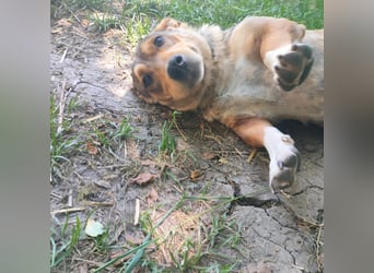 VANISHA sucht ein Zuhause