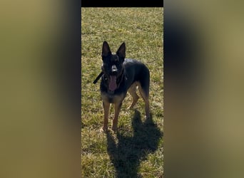 Lieber Schäferhund Rüde