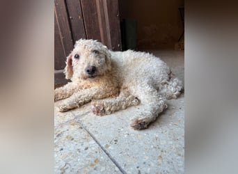 Billy, Puli-Mix, Rüde, geb. am 01.09.2017, 40 cm, 14 kg
