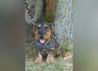 Spakli SI - Dackel sucht seine Menschen