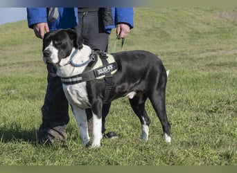 Mozes-SI– Spezieller Hund sucht spezielle Menschen!