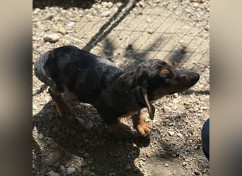 HUGO - SUCHT SEIN ZUHAUSE