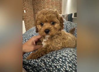Cockapoo. F1 American Wurfankündigung Mai 2025