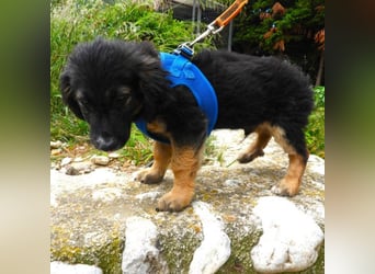 Gobi sucht ein Zuhause