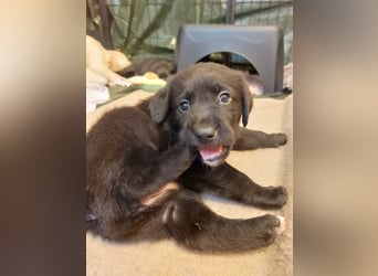 Wunderschöne Labrador-Mix Welpen