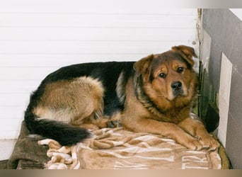 Milo – Harte Schale, weicher Kern