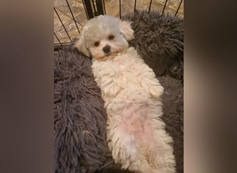 Bichon Frise Welpen
