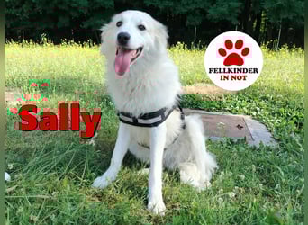 süße Retriever Mischlings Hündin Sally sucht ihre Menschen