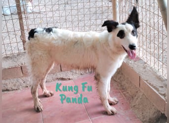 Kung Fu Panda 02/2023 (ESP) - verspielter & verträglicher, junger Border Collie Mix!