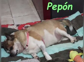 Pepón 01/2016 (ESP) - charmanter, verträglicher und anhänglicher kleiner Chihuahua!