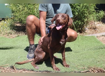 Zoe, Labrador-Mix, lieb und sozial