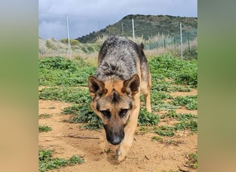 Lady Rose (Spanien) - liebenswürdige Schäferhund-Mix-Hündin