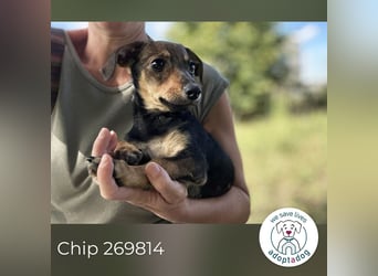 Chip 269814: Hundekind sucht ein Zuhause