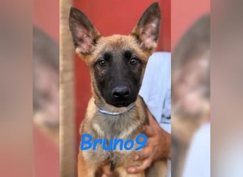 Bruno9 11/2024 (ESP) - sportlicher Malinois-Schäferhund-Mix Welpe!