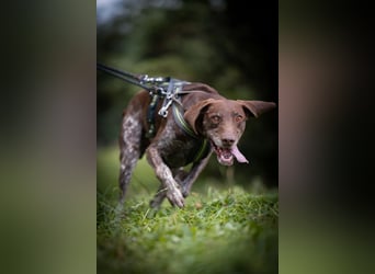 Neo wartet in Tierheim 75177 Pfortzheim