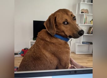 Vermittlungshilfe für Bronte ❤️