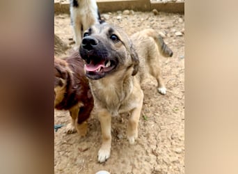 Hoppla - zuckersüße DOVE sucht ihr Kuschelkörbchen