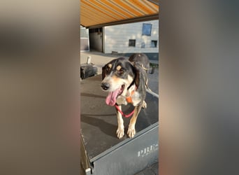 Kyro - auf Pflegestelle in der Eifel