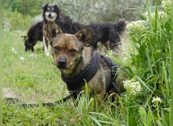 Kleine Gina sucht ein verständnisvolles Zuhause