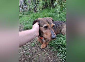 Zizi, kleine Dackel Dame möchte um die Wette flitzen
