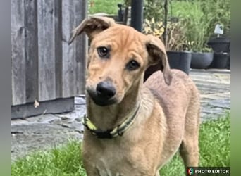 Elay, ein Herzenshund sucht sein Glück, PS in 94078 Freyung