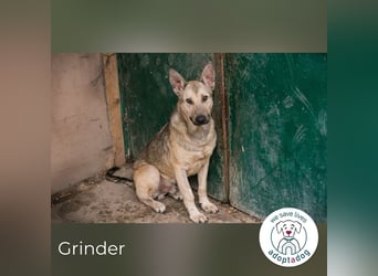 Grinder: Verspielter Junghund