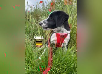 Shira,geb.02/25,pütziges Hundemädchen sucht ihre Familie,bereits in DE 67549 Worms
