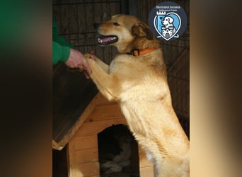 Kobi sucht ein Zuhause