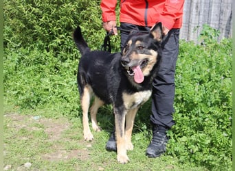 Nana, Mix Schäferhund / Collie, lieb und sozial