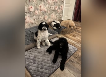 Bezaubernde Königspudel Welpen, Großpudel, Harlekin, Pudel, Videos