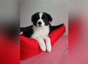 Bordercollie Welpen mit VDH Papieren