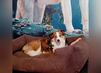 Wurf Ankündigung,  reinrassige Border Collie Welpen mit Papieren!!