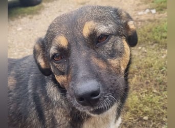♥CLIO♥ sehr menschenbezogene und zutrauliche Schmusebacke, die mal angefahren wurde 48 cm