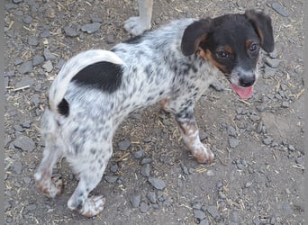 Süße Roxy ( * 03 / 2025 ) sucht ihre Menschen