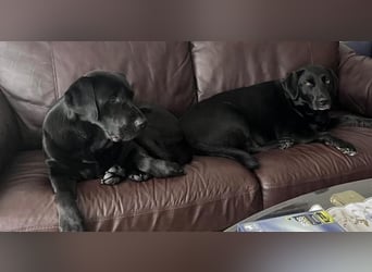 Lily – zartes Hundeseelchen sucht einfühlsames Zuhause