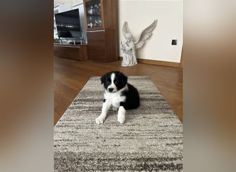 Border Collie Welpe