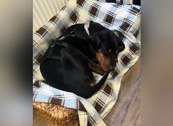 Brandlbracken Mix * BOBBY * wartet in PLZ 75428 auf Besuch