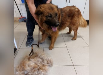 Chow hofft auf ein Zuhause