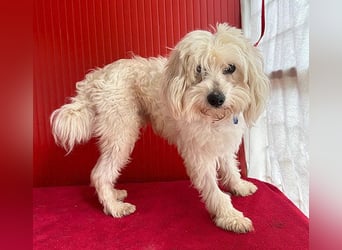 ❤️ zarte Hundeseele FIDO - 9 Jahre, 38cm/6kg - Havaneser-Mix