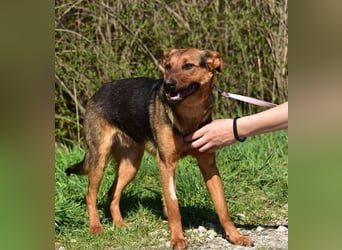 Bobko ist ein entspannter, lieber Hund