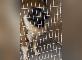 Mamlasz-Maci sucht souveräne Menschen mit Hundeerfahrung