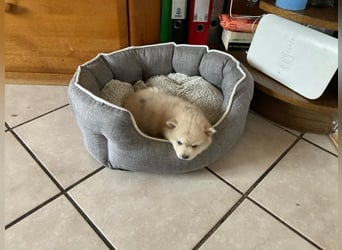 Auszugsbereit F2 Welpen kleinbleibend Zwerghusky Minihusky Zwergspitzhuskys mittelklein