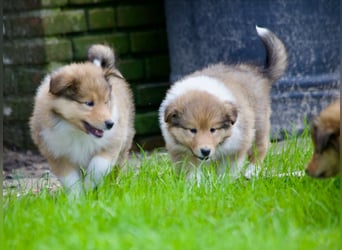 Wundervolle Collie-Welpen suchen ein liebevolles Zuhause