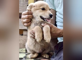Biggi – fröhliches kleines Welpenmädchen