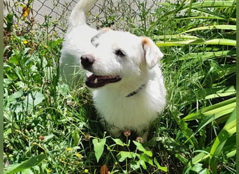 BENNY sucht ein Zuhause